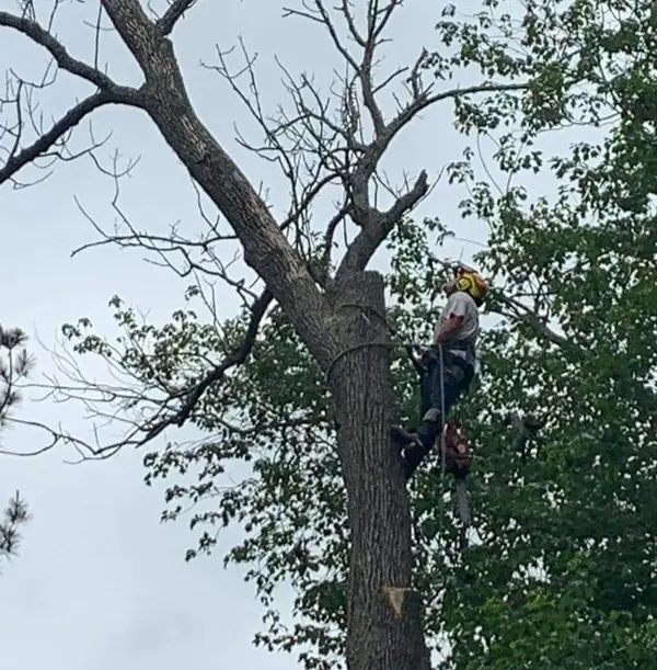 Climber working in a large tree