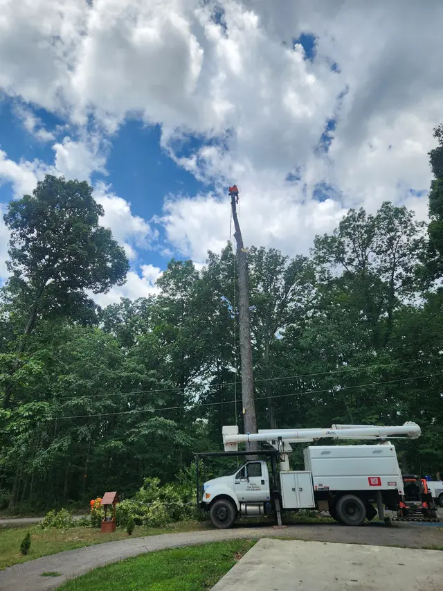 Tree Removal context for Quality Tree Services