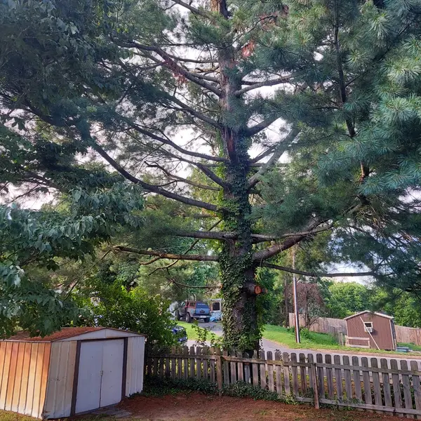 Large backyard tree