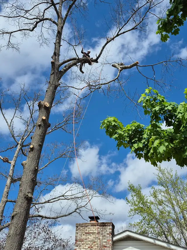 Tree Pruning & Trimming context for Top Line Tree Service