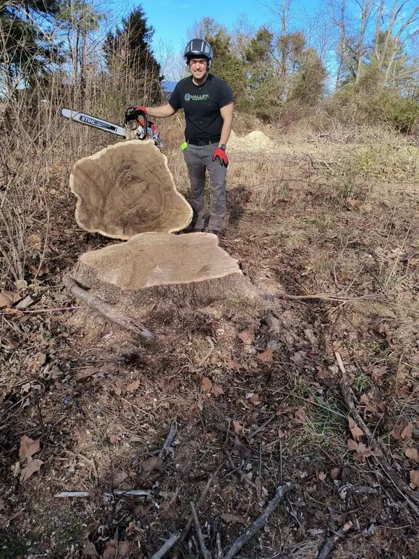 Cut tree trunk and crew member