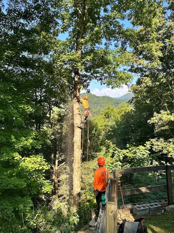 Crew beside a partially removed tree