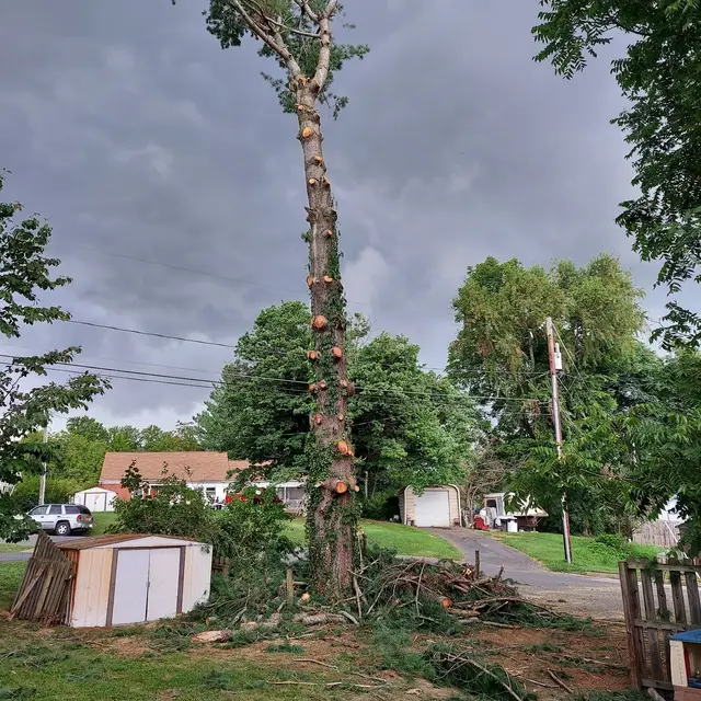 Tree Removal context for Valley Tree Care LLC