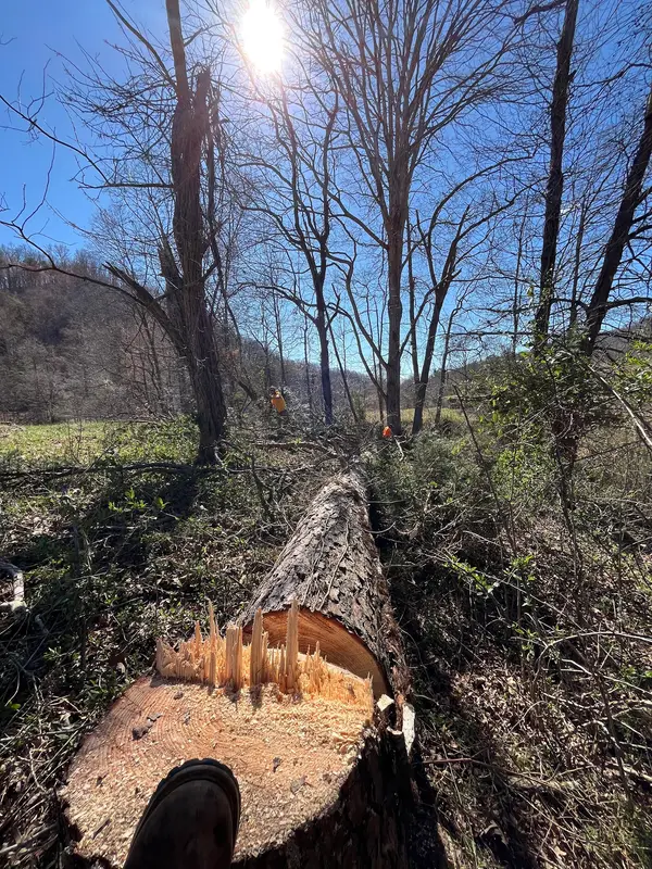 Cut trunk and stump