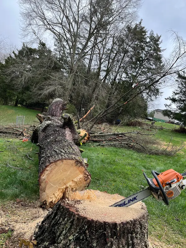 Sectioned tree trunk in a yard