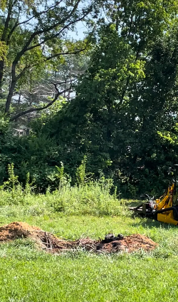 Cleared ground beneath trees