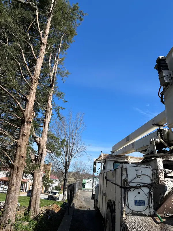 Bucket truck beside a large tree