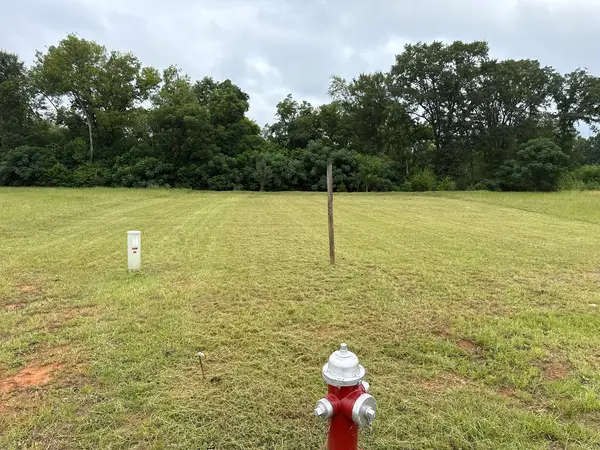 Maintained grass around a young tree