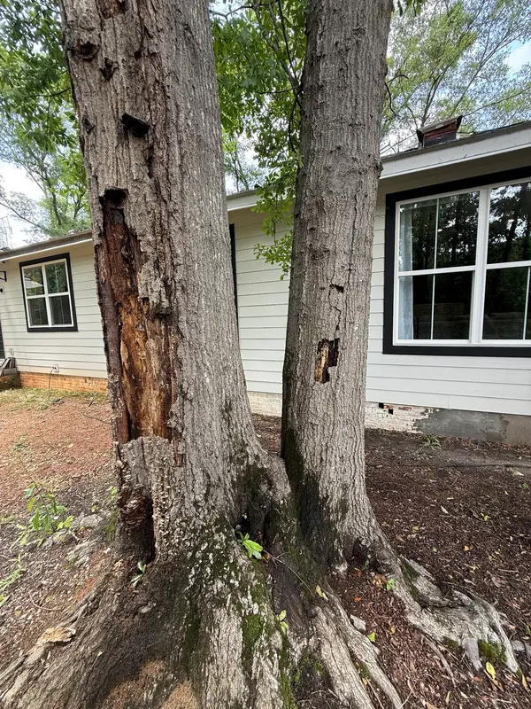 Damaged tree trunk beside a house