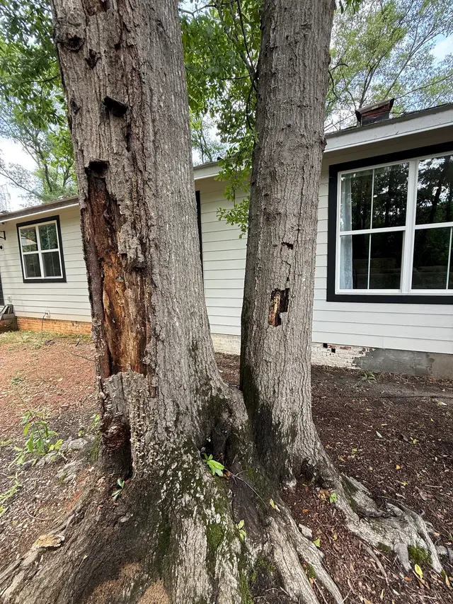 Dead & Damaged Trees context for Norvell's Tree & Landscape Services LLC