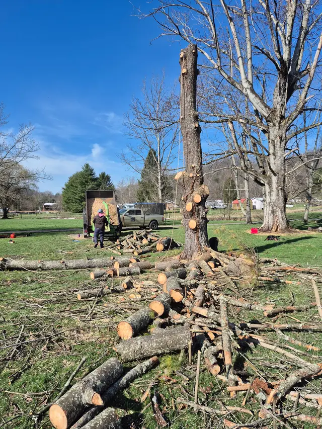 Brush Removal context for Top Line Tree Service