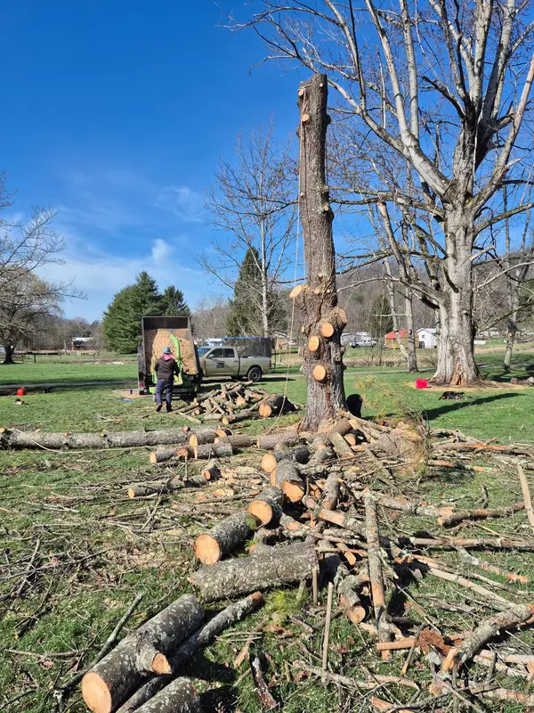 Crew cutting and gathering limbs