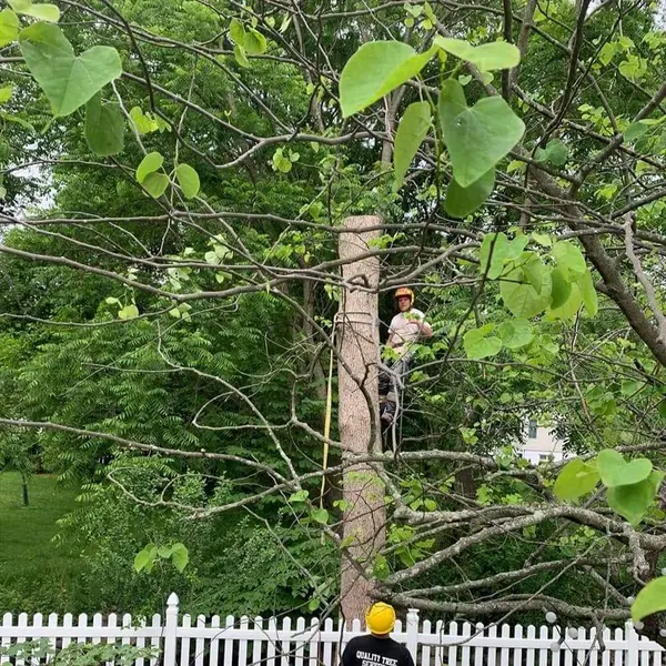 Tree work near a fence