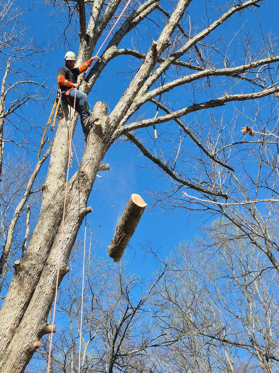 Top Line Tree Service project work