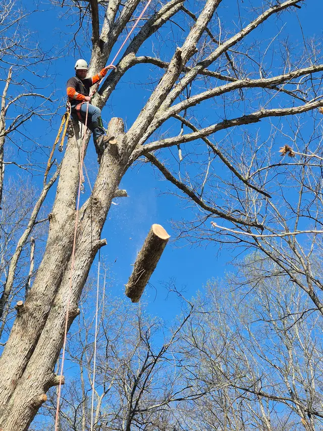 Tree Removal context for Top Line Tree Service