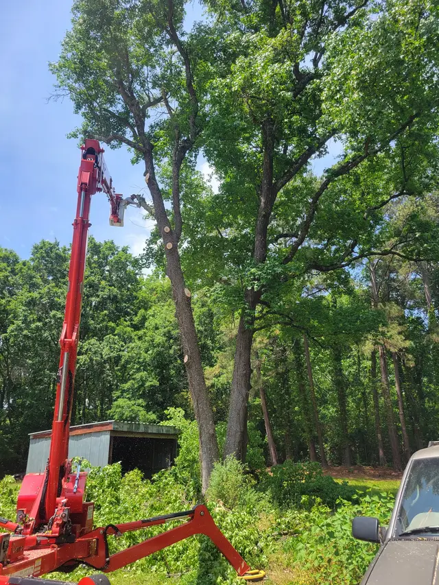 Tree Removal context for Norvell's Tree & Landscape Services LLC