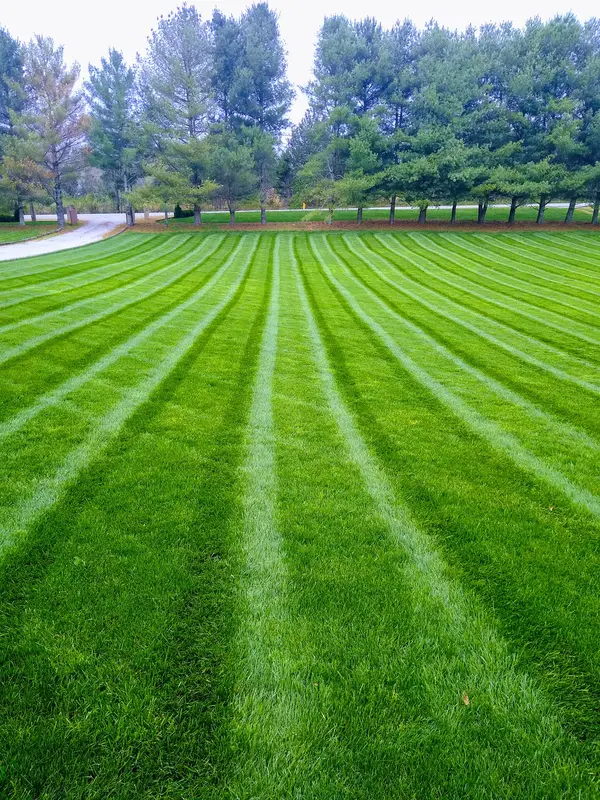 Freshly mown lawn