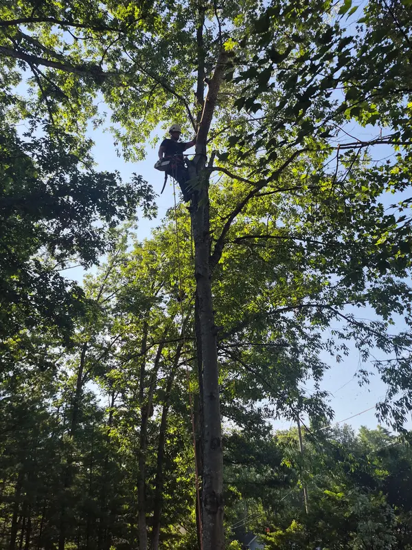 Tree canopy above a yard