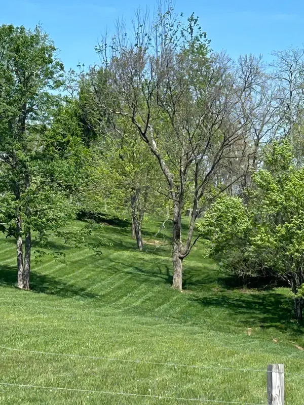 Grass around trees on a slope