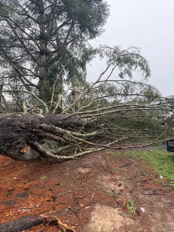 Fallen tree and exposed roots