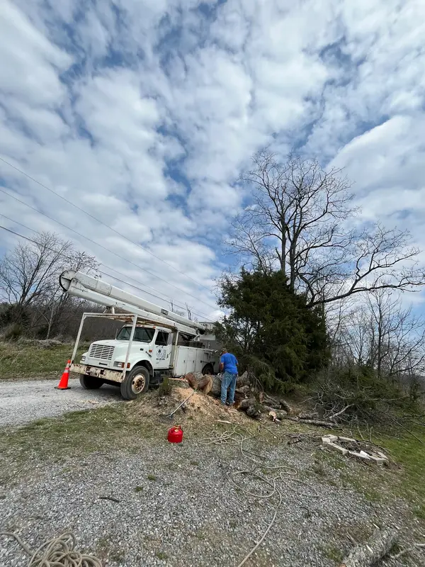 Tree removal equipment in a yard