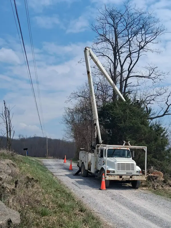 Bucket truck set up beneath a tree