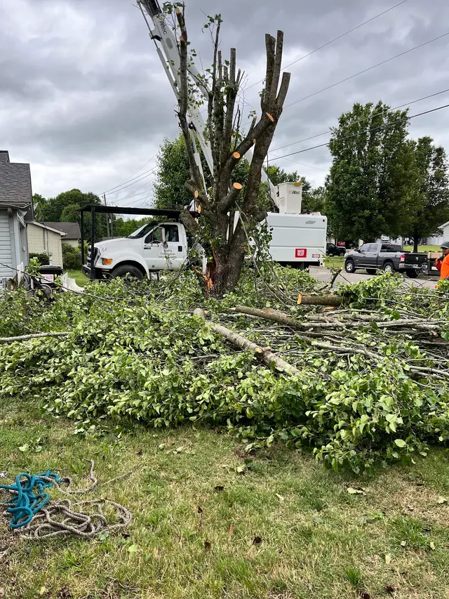 Brush & Lot Clearing context for Quality Tree Services