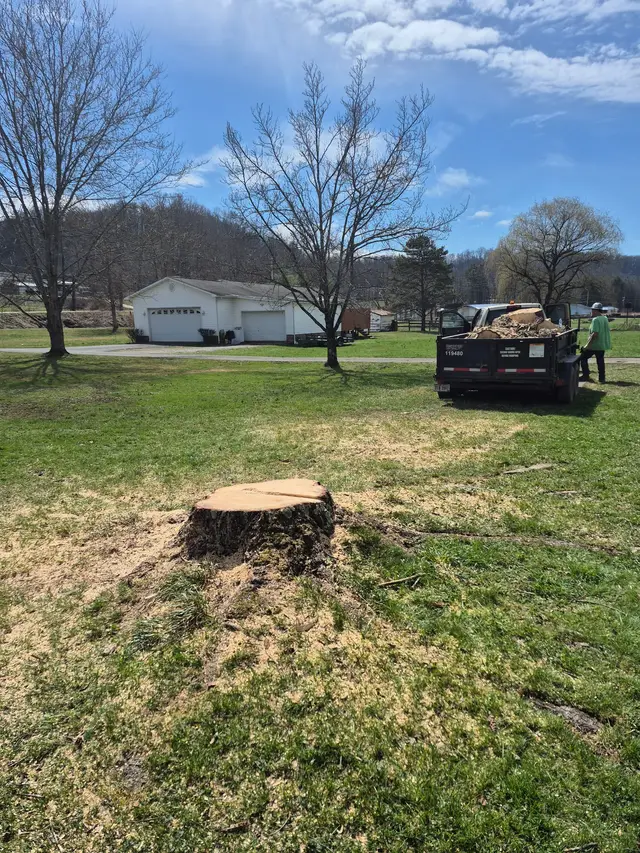 Stump Grinding context for Top Line Tree Service