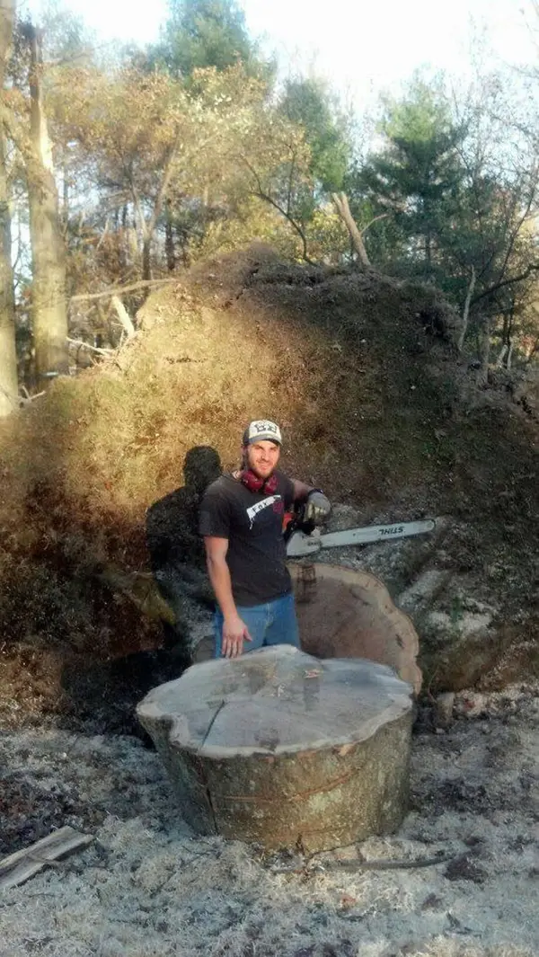 Large tulip poplar tree uprooted by Hurricane Sandy before removal