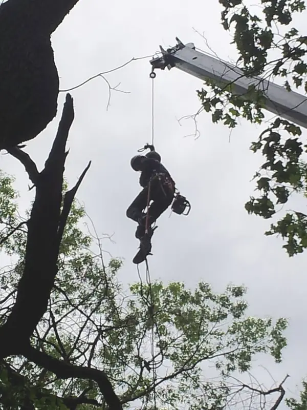 Climber suspended from a crane line removing a broken tree top that was hung up in the canopy