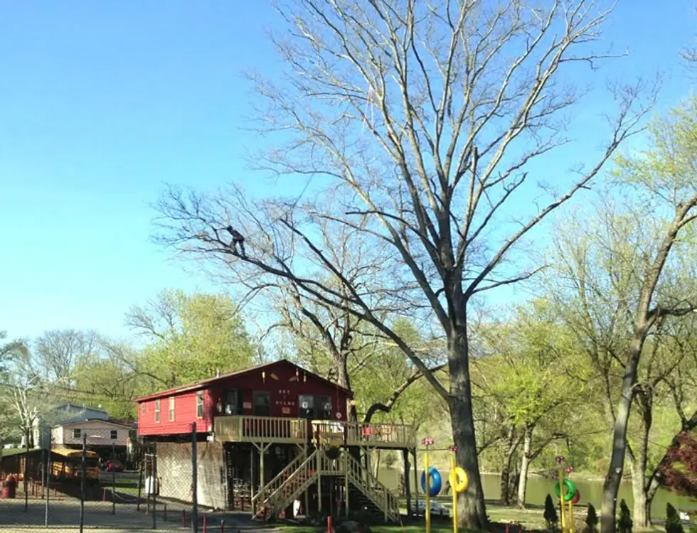 Point Pleasant Tree Service project work