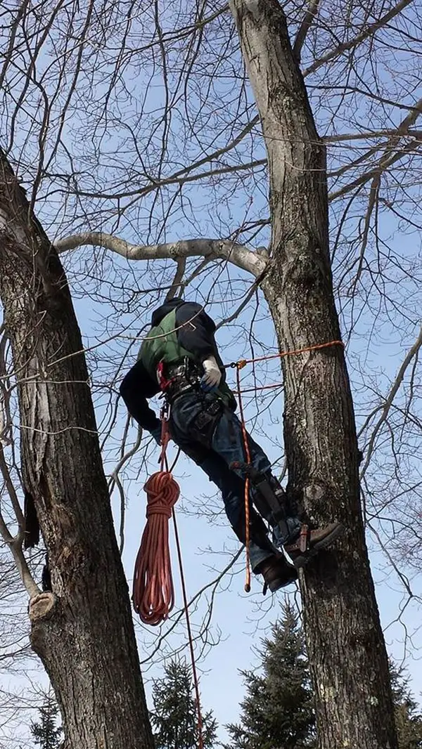 Removal of a tree that split at the base, compromising its structure, just feet from a house