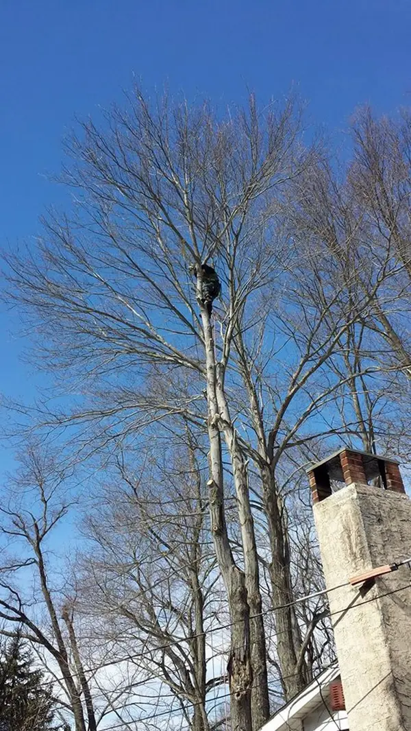 Climber rigging sections of a structurally compromised tree down beside a home