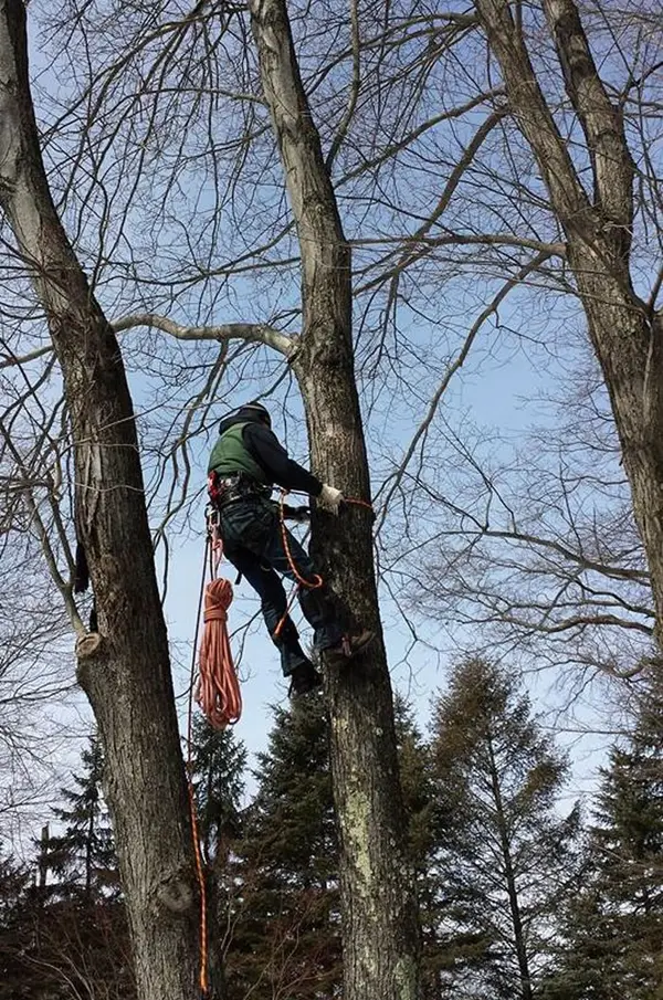 Tree sections being lowered on ropes away from a house roof