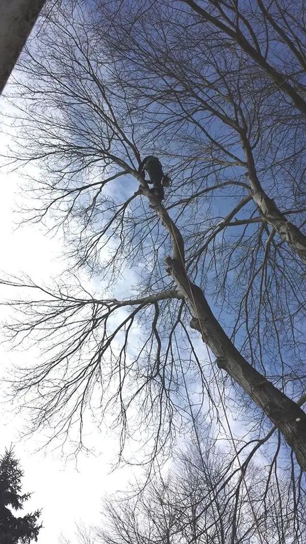 Final trunk sections of a split-base tree being removed near a house