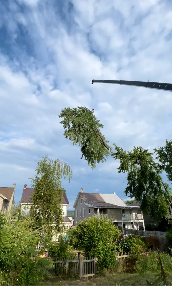 Tree limb suspended from rigging above a yard