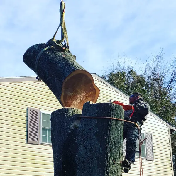 Large rigged trunk section during removal
