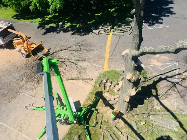 Tree rigging and limb removal shown on the McKays profile