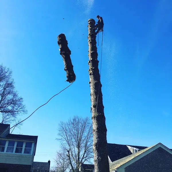 Sectional tree removal near a home