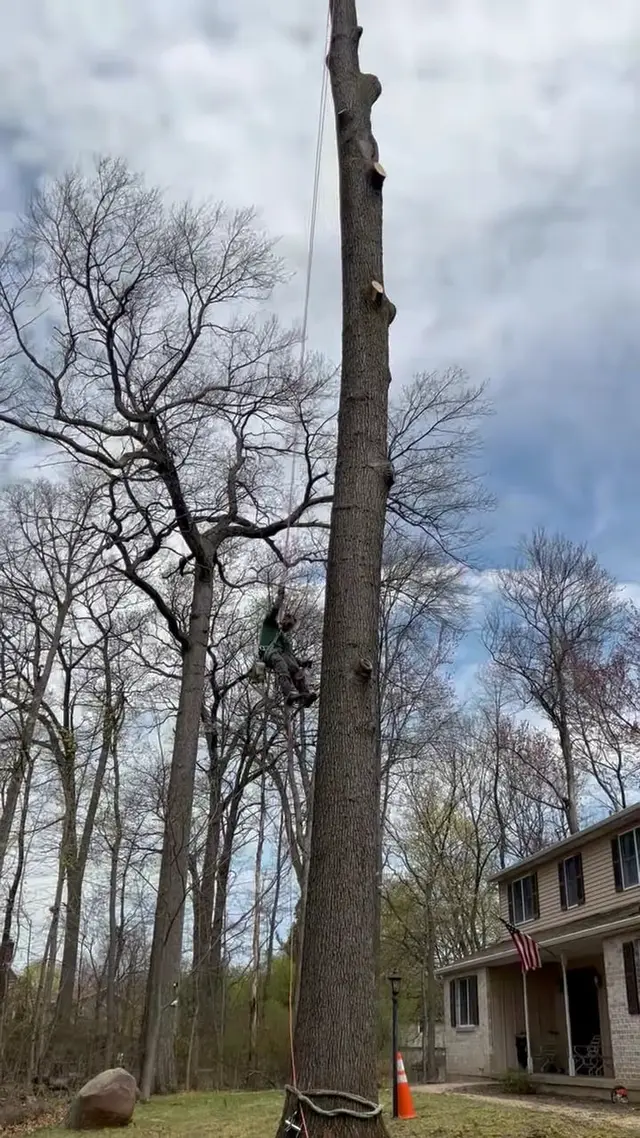 Tree Removal context for Galvan's Tree Services