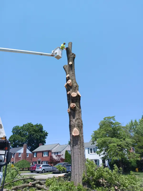 Sectional trunk removal from an aerial lift