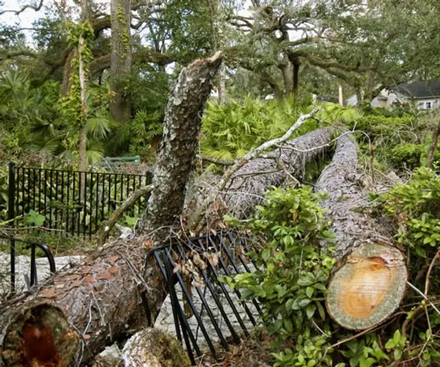 Emergency & Storm Damage Cleanup context for Point Pleasant Tree Service