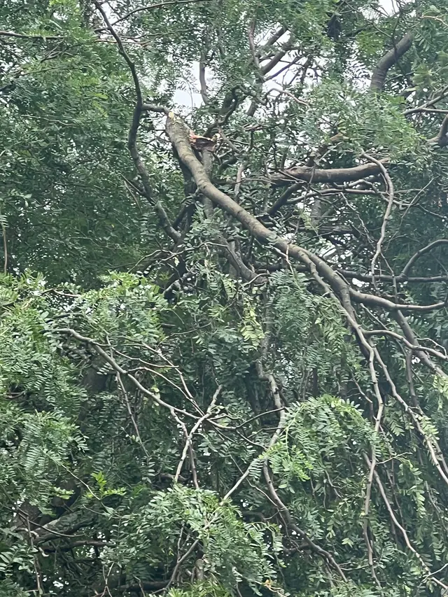 Storm Tree Cleanup context for Scheetz Tree Service