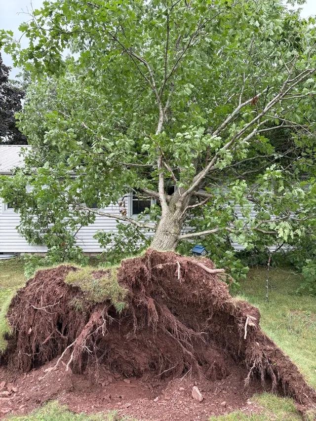 Storm-Damaged Trees context for Nathan's Tree Service LLC