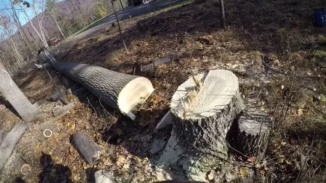 Stump Grinding context for Nathan's Tree Service LLC