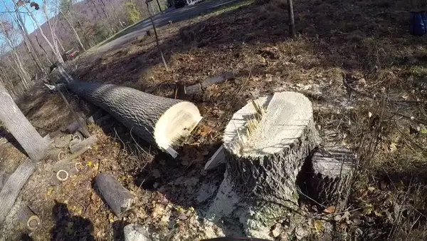 Fresh tree stump and felled trunk