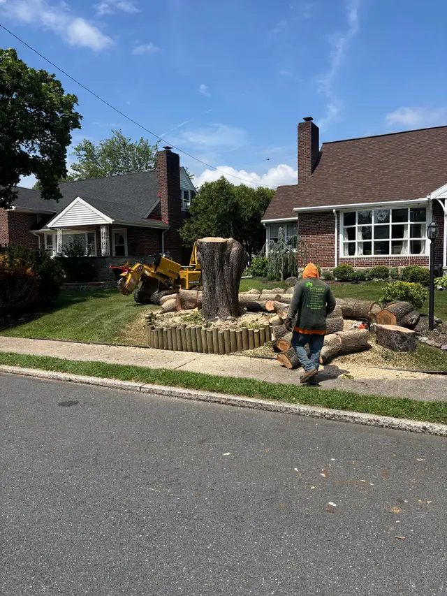 Stump Grinding context for Galvan's Tree Services