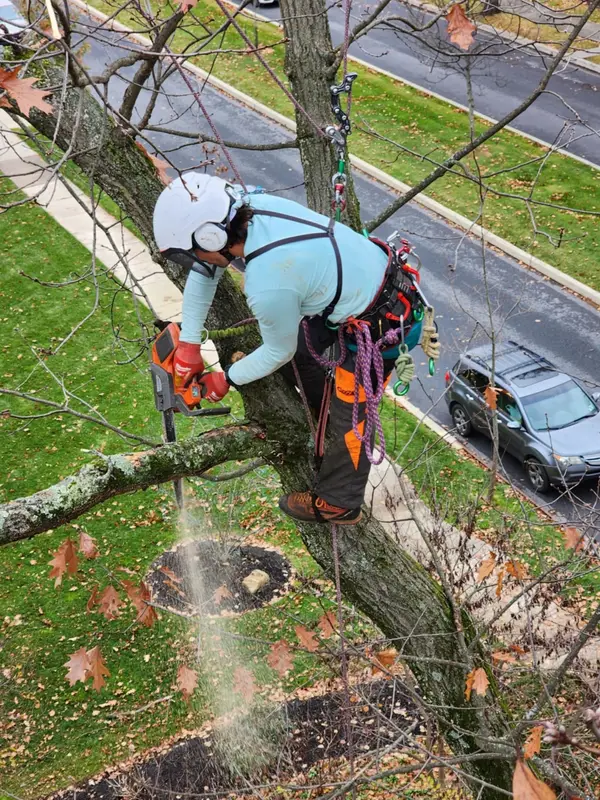 Stump work after a tree removal