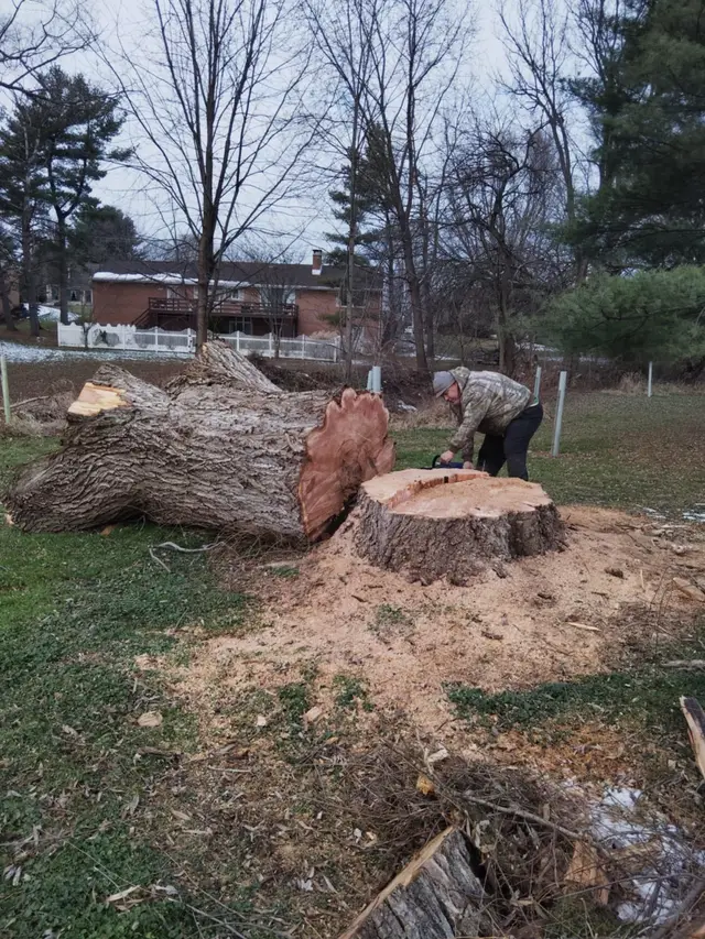 Stump Grinding context for Jorges Tree Service