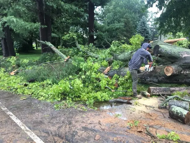Tree Pruning & Deadwooding context for Pittock's Tree and Landscape, LLC